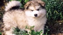 Crying Alaskan Malamute Puppies - Best Dogs Animal Videos