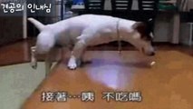 우리가 반려견을 사랑할 수 밖에 없는 이유 Funny Dogs Video Collection 7 Videos 재미있는 웃긴 신기한 황당한 개인기 개 반려견 동영상