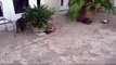 Angry Turtle revenge and Chases Dog   Funny animal   Funny video compilation