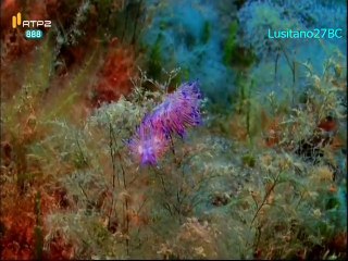 Mares e Oceanos - Mediterrâneo Ocidental - RTP2