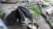 Anteater showing off his eating skills