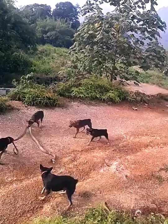 dog vs snak