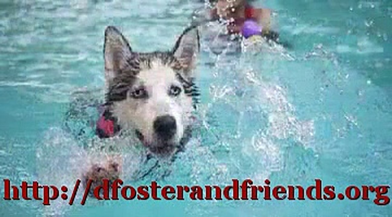 Dogs