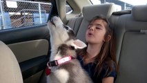 Husky Puppy Howls Along With Her Husky Pal