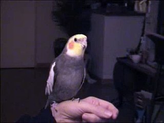 Singing Cockatiel Gypsy