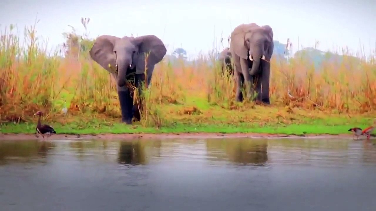 Animal Planet   Discovery Channel   Wild Life Documentary 2015   National Geographic Wildlife #171