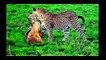 Animal Planet   Discovery Channel   Wild Life Animals Documentary 2015   National Geographic p21