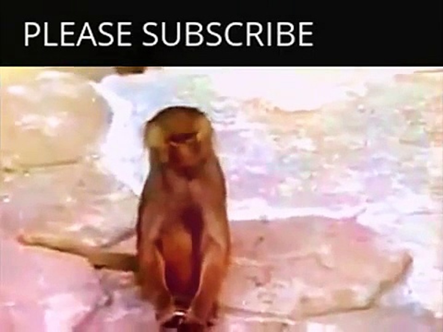 ⁣Funny Animals Videos Monkey | Funny Animals Monkey Videos | Funny Animals Videos