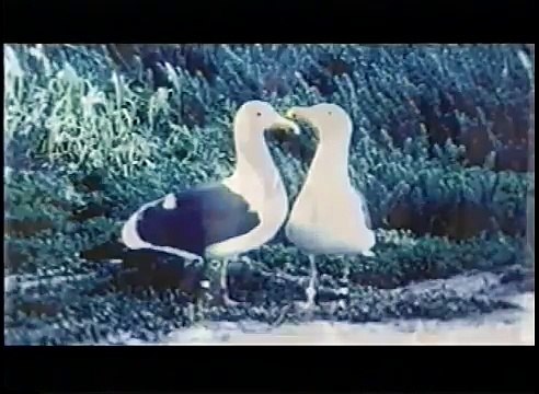 Homosexuality in Animals