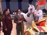 الحصان المغربي أبولو يفوز على لقب أجمل حصان عربي
