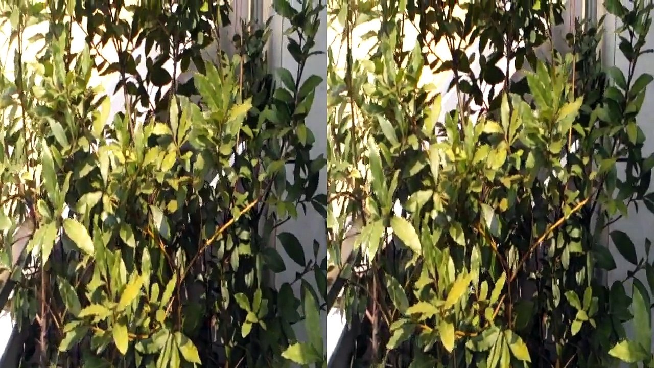 HTC Evo 3d vs Lg Optimus 3D Demo video 3d da LG. Teleonino.net