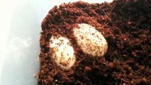 Moving Leopard Gecko Eggs