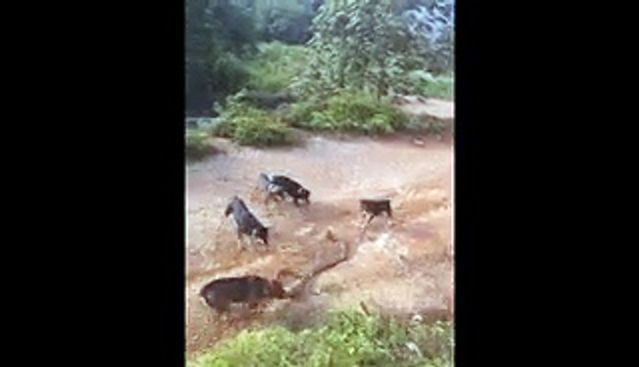 KING cobra vs 5 dogs