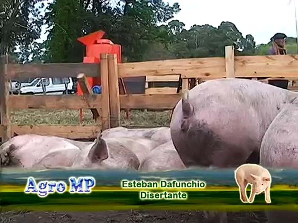 Porcinos en Bellocq, incorporar lineas maternas para lograr multiplicacion de cerdos.mpg