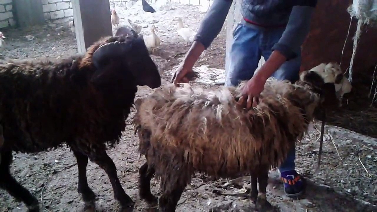 اقوى تزاوج للاغنام