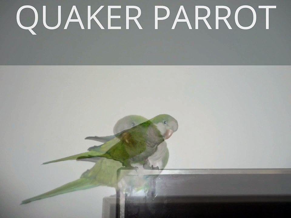 sher's quaker parrot (3)