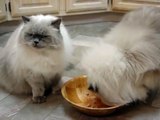 Sterling & Little Girl - Blue Point Doll Face Himalayan Persian Cats
