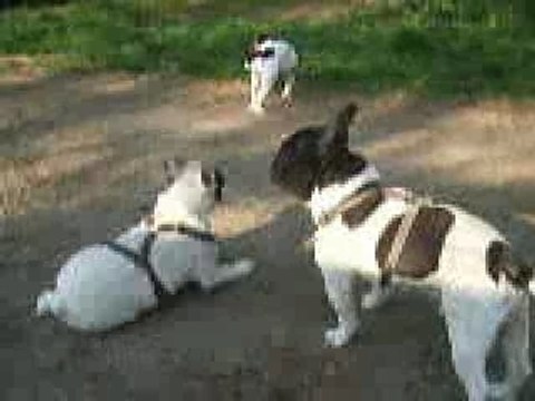 Mes bouledogues gratouilles