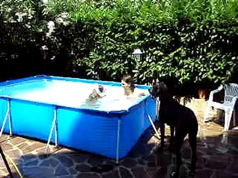 pit bull in piscina swimming pool