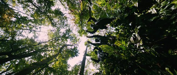 Puli - Official Trailer - Vijay, Sridevi, Sudeep, Shruti Haasan, Hansika Motwani