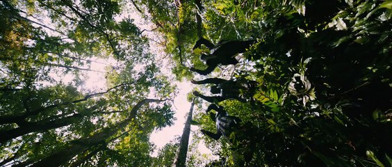 Puli - Official Trailer - Vijay, Sridevi, Sudeep, Shruti Haasan, Hansika Motwani (1)