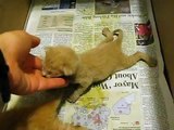 Newborn Kittens Days after Rescue, Waking up Ready to Eat