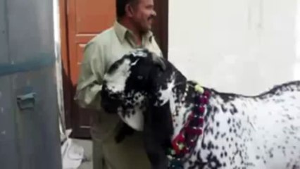 KAMBING TERBESAR DI DUNIA