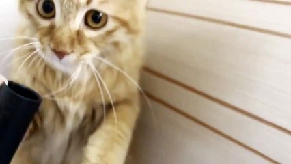 Cat and vacuum cleaner