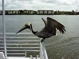 A Pelican on a boat near Naples, Florida catches a fish