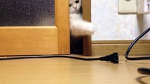 がんばっても窓を開けれない猫　Cats that are not even open the windows luck