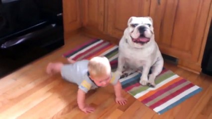 Bulldog Kissing Baby Very Cute HD