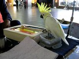 Cockatoo Art Show :太鼓の達鳥Ⅱ＠ジャッキー（大道芸オウム・マメコバタン）