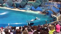 The Complete SeaWorld Shamu _Believe_ Show (When Trainers Were in the Water!!!)