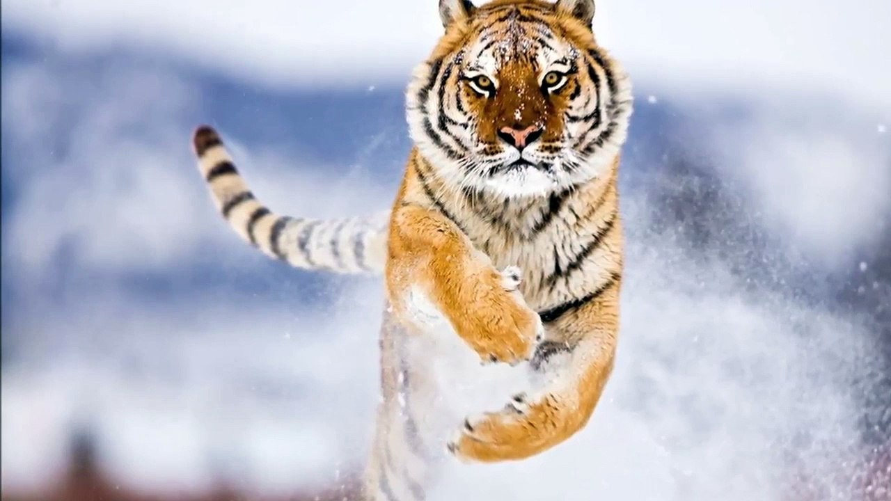 Top 10 rarest and nearly extinct cats