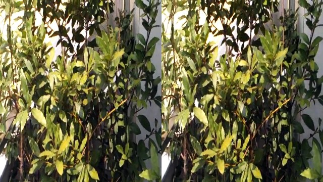 HTC Evo 3d vs Lg Optimus 3D Demo video 3d da LG. Teleonino.net