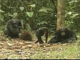 Os chimpanzés e as nozes