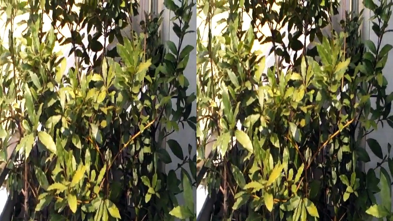 HTC Evo 3d vs Lg Optimus 3D Demo video 3d da LG. Teleonino.net