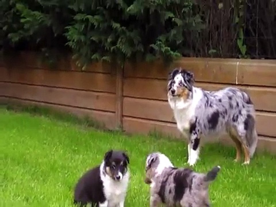 Chiots Berger des Shetland de 5 semaines