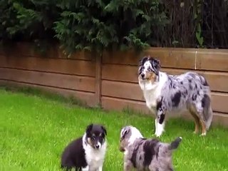 Chiots Berger des Shetland de 5 semaines