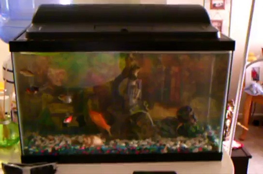 Fish Jumped Out Of Tank And Died
