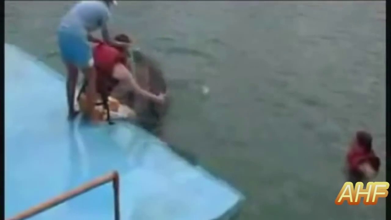 Funny Dolphins Compilation 2014