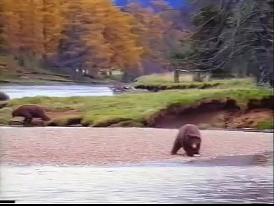 (funny) kung-fu bear commercial