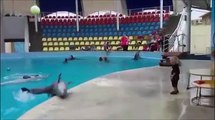Funny dolphin plays ball with kids