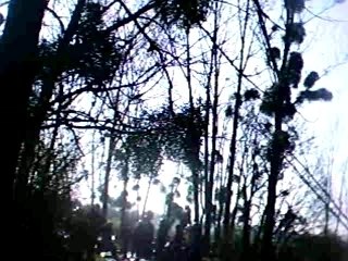 raptor dans bourbier