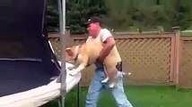 Dog loves the trampoline!