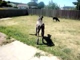 Great Dane with 'Wobblers' Syndrome