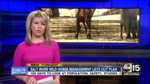 Salt River Wild Horse Management lays out plan