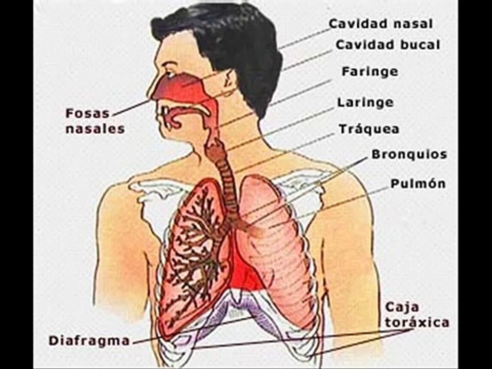 sistema respiratorio