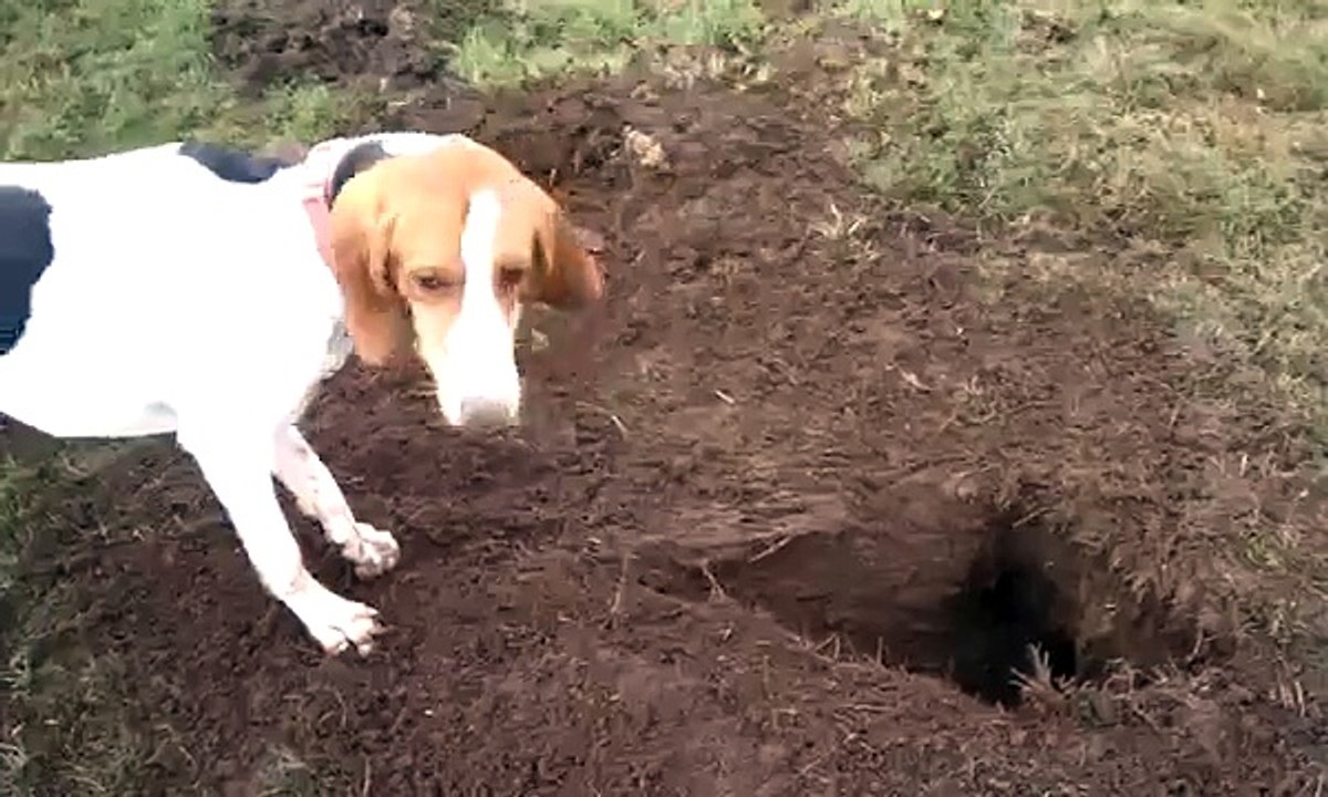 Melody (Treeing Walker Coonhound) hunting moles
