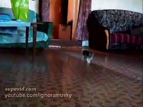 Ce chaton est capable de sentir que quelque chose ne tourne pas rond, mais son courage reste néanmoins inégalé !